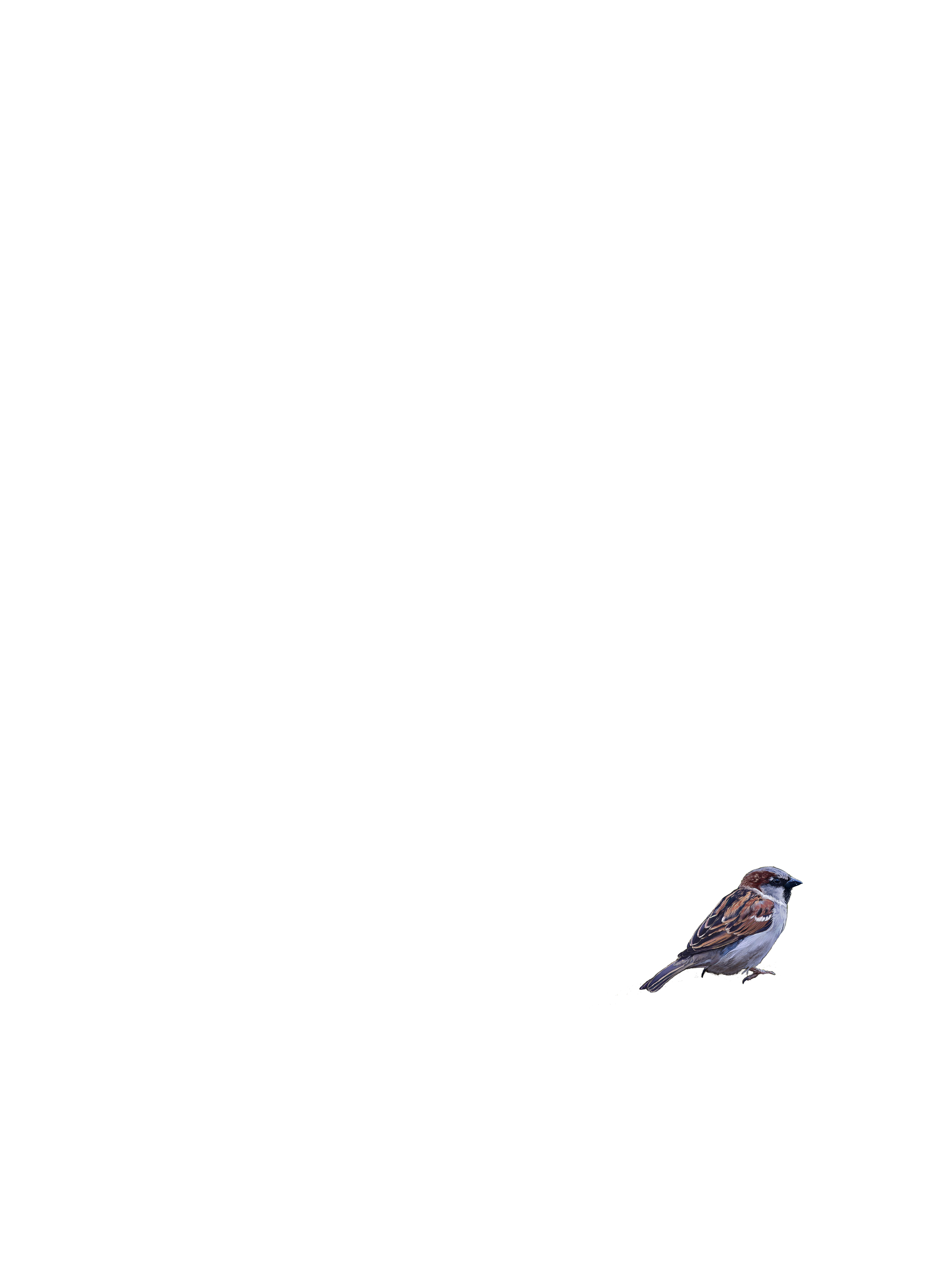 birds